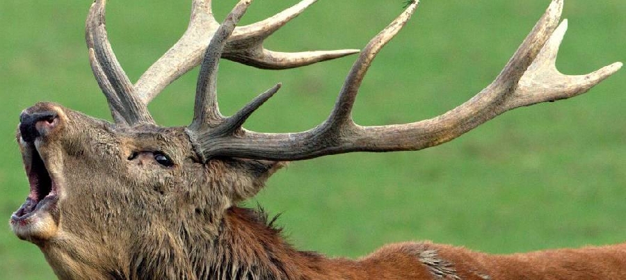 Quelques règles à respecter pour écouter le brame du cerf ! » Randonnée